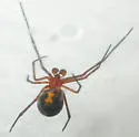 Red Widow - photo 2