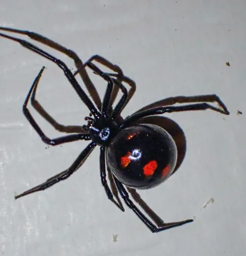 Latrodectus variolus