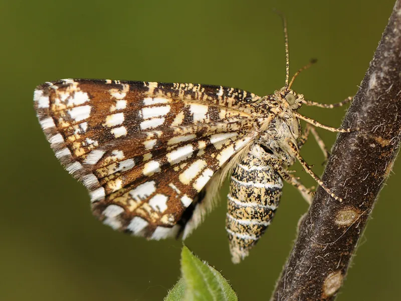 Latticed Heath - photo 2