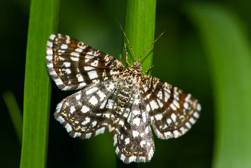Latticed Heath - photo 4