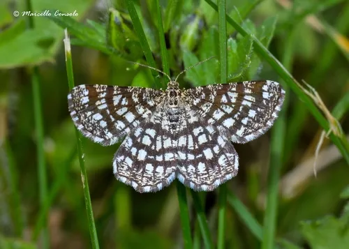 Latticed Heath - photo 5