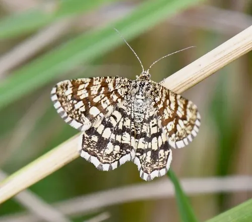 Latticed Heath - photo 6