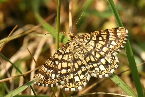 Latticed Heath - photo 7