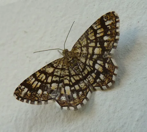Latticed Heath - photo 8
