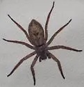 Lauricius hooki
