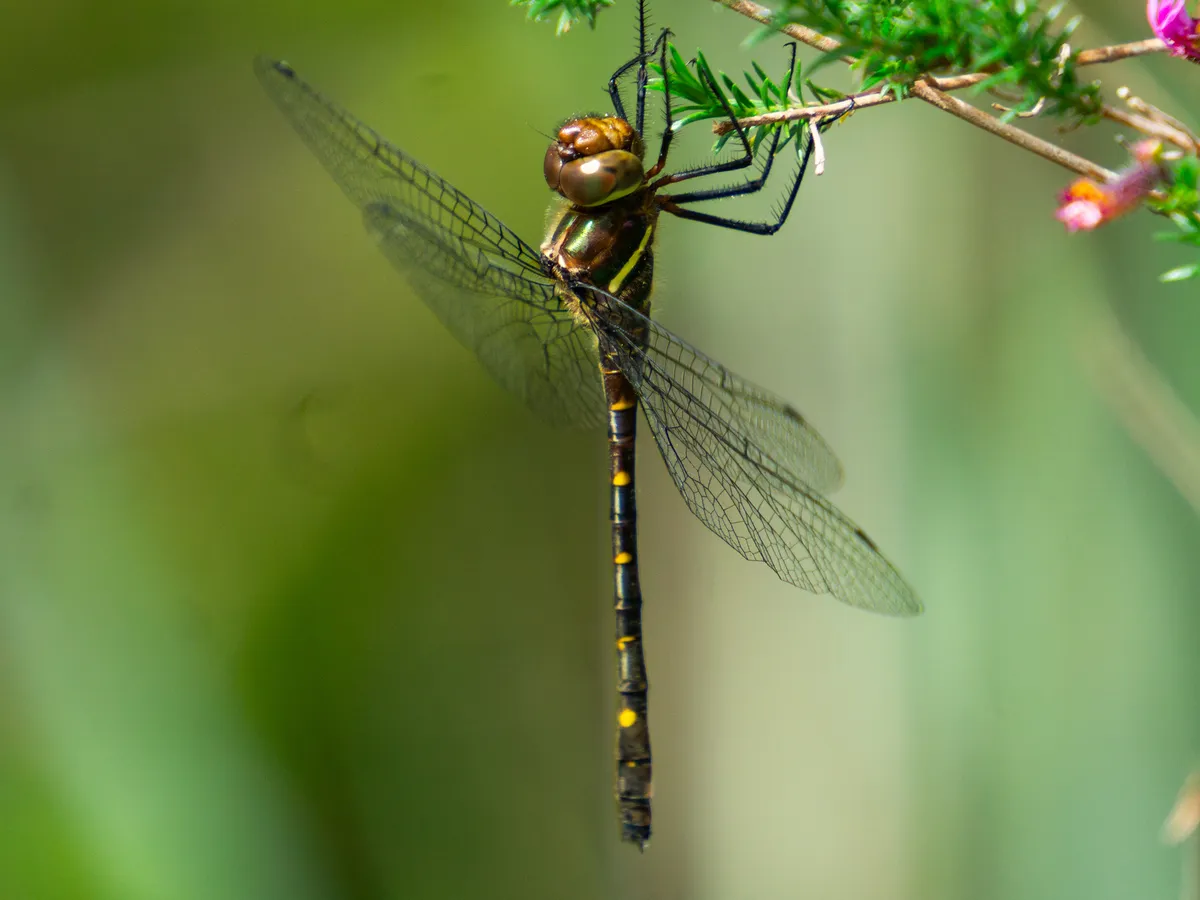 Lauromacromiidae - photo 3