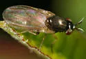 Lauxania albiseta