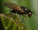 Lauxania albiseta - photo 2