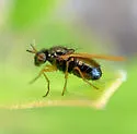 Lauxania albiseta - photo 3