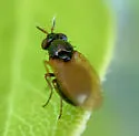 Lauxania albiseta - photo 4