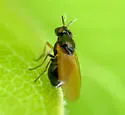 Lauxania albiseta - photo 5