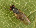 Lauxania glabrifrons
