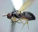 Lauxania nigrimana