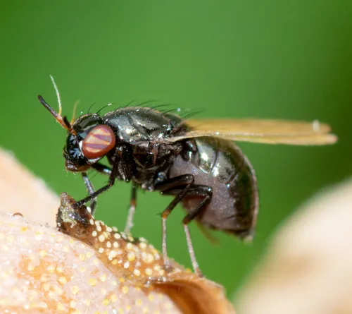 Lauxania shewelli
