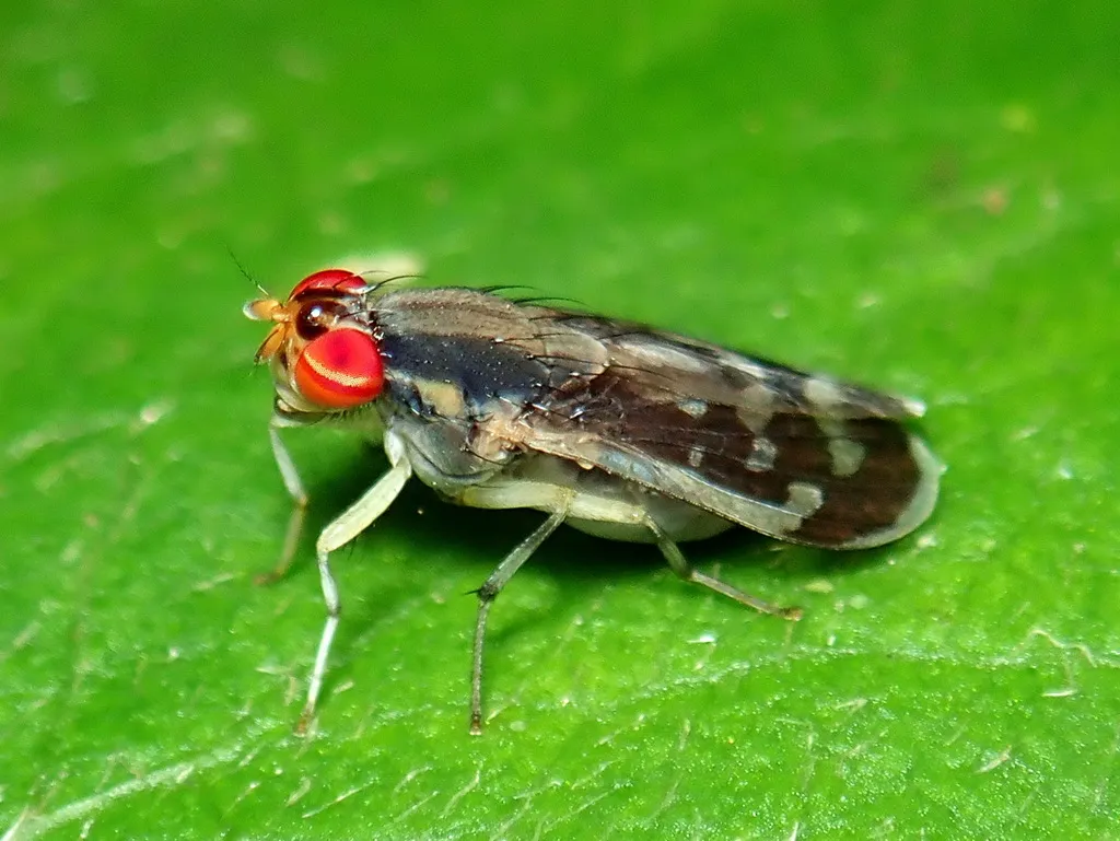 Lauxaniid Flies - photo 3