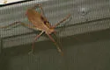Florida True Katydid