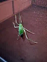 Florida True Katydid - photo 2