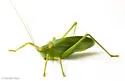 Florida True Katydid - photo 3