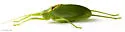 Florida True Katydid - photo 4