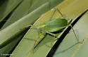 Florida True Katydid - photo 5