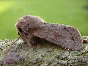 Lead-coloured Drab - Orthosia populeti