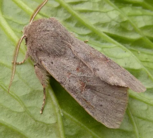 Lead-coloured Drab - photo 2