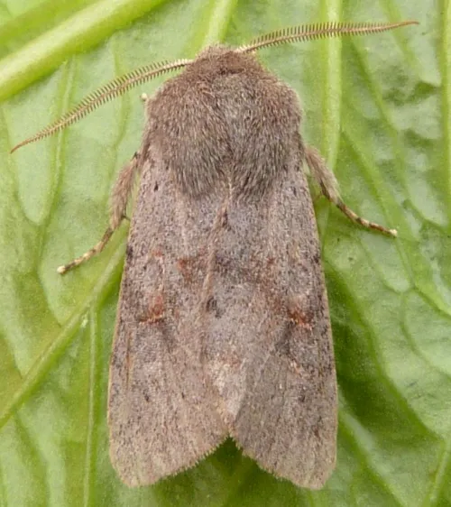 Lead-coloured Drab - photo 3