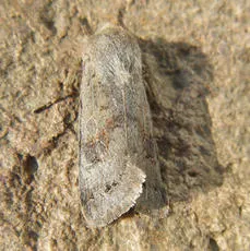Lead-coloured Drab - photo 4