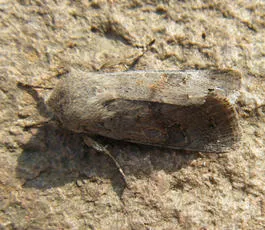 Lead-coloured Drab - photo 6