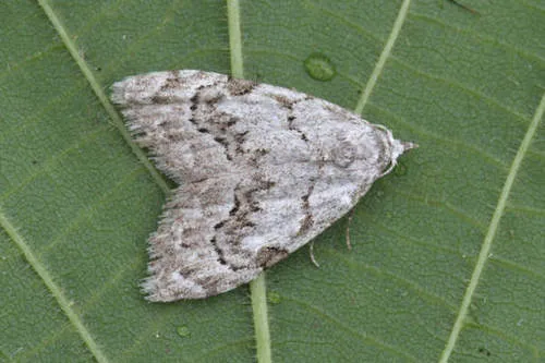 Least Black Arches