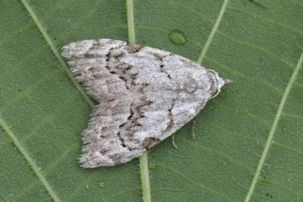 Least Black Arches - photo 2