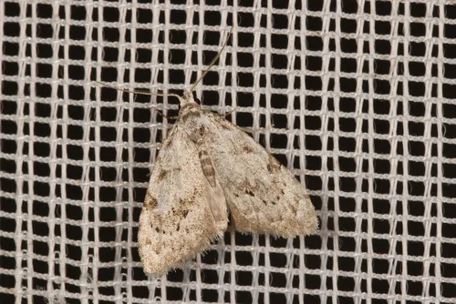 Least Black Arches - photo 4