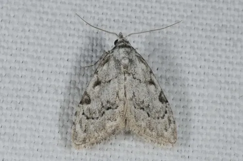 Least Black Arches - photo 5