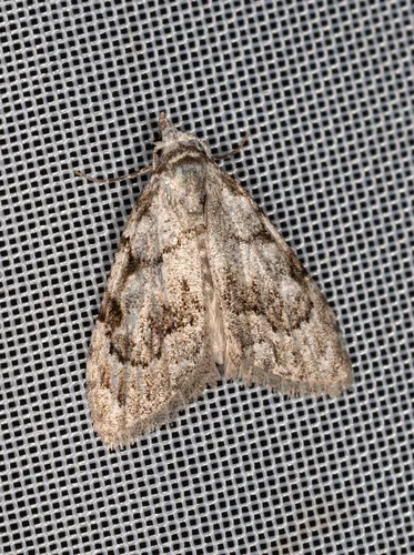 Least Black Arches - photo 6