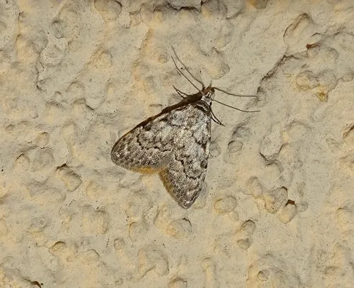 Least Black Arches - photo 7