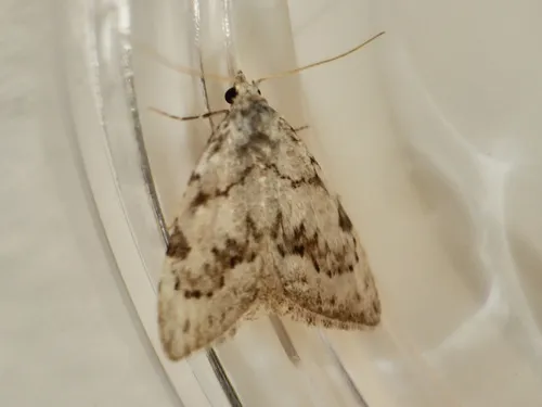 Least Black Arches - photo 8