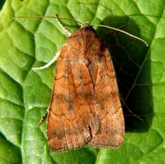 Least Yellow Underwing