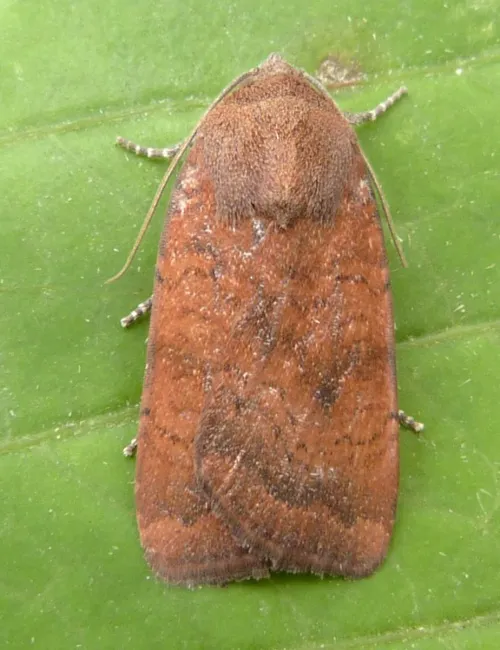 Least Yellow Underwing - photo 2