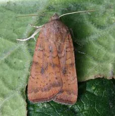 Least Yellow Underwing - photo 3