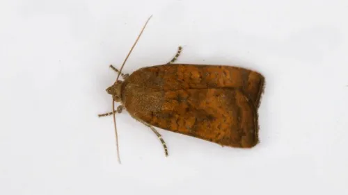 Least Yellow Underwing - photo 4