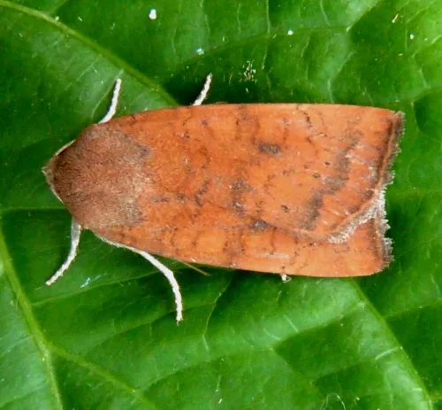 Least Yellow Underwing - photo 5