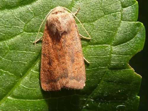 Least Yellow Underwing - photo 6