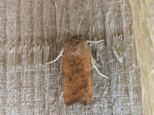Least Yellow Underwing - photo 7