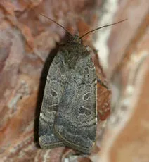 Least Yellow Underwing - photo 8