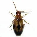 Lebia abdita