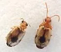 Lebia abdita - photo 2