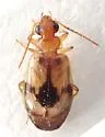 Lebia abdita - photo 3