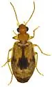 Lebia abdita - photo 4