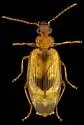Lebia abdita - photo 5