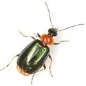 Lebia abdominalis - photo 2
